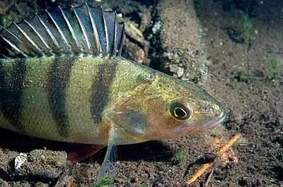 Психотропные препараты в воде делают рыб беспечными