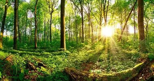 Новые леса спасают климат?