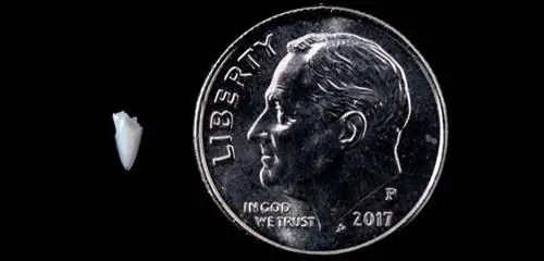 Причудливо: прорезавшийся зуб решает загадки об укусах акул