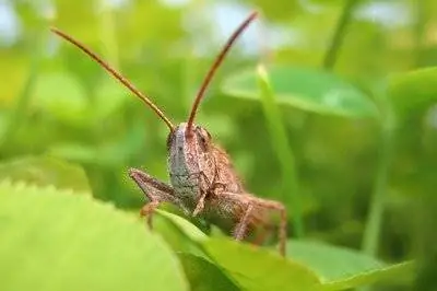 Когда шум уличного движения, кузнечики стрекочут громче