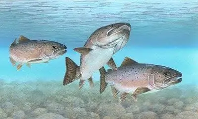 Заражение паразитами уничтожает дикого атлантического лосося