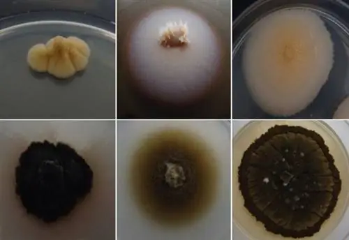 Эминиум луджери