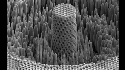 Исследователи создали металлическую древесину
