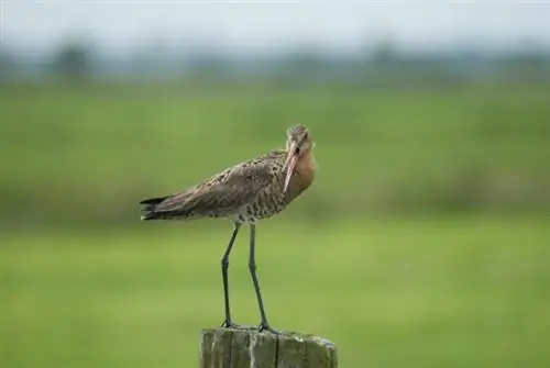 Половина полевых птиц исчезла