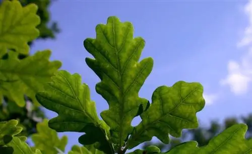 Растения: в ледяном подземелье спасения нет?