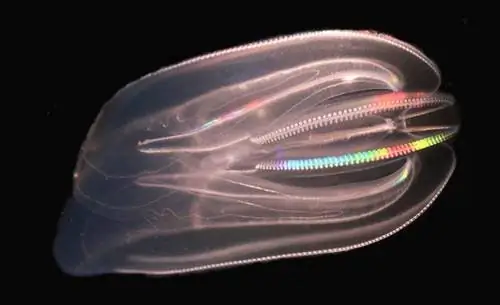 Как гребенчатая медуза попала в Балтийское море?