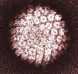 Десятки тысяч неизвестных вирусов в сточных водах