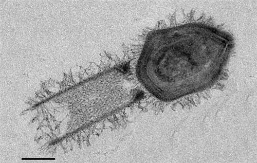 Гигантские вирусы на грани жизни