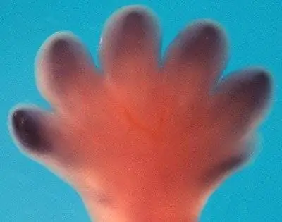 Как у крота двенадцать пальцев