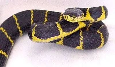 Биофизика змеиного укуса разгадана