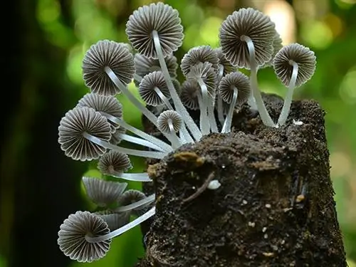 Грибы являются (вторыми) по величине