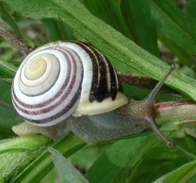 Улитки: Трюк защищает от токсичных металлов