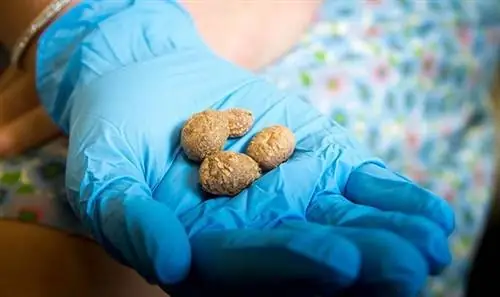 Обнаружен самый древний картофель в Северной Америке