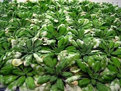 Почему устойчивые к мучнистой росе растения бесплодны