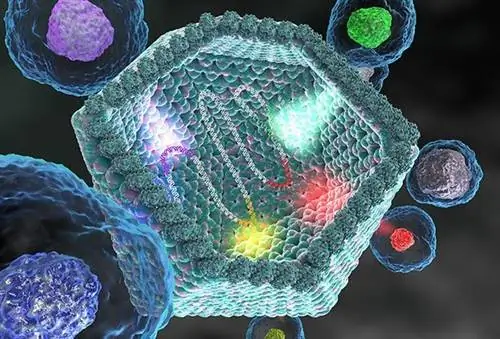 Среди гигантских вирусов обнаружены гиганты