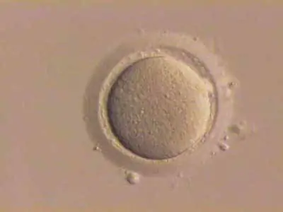 Медицина Нобелевская премия за искусственное оплодотворение