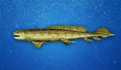 Доисторические акулы были каннибалами