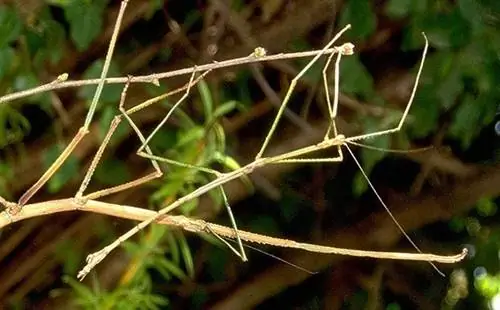 Горизонтальный перенос генов у палочников