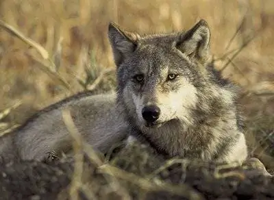 Крупнейшие хищники неожиданным образом способствуют сохранению биоразнообразия