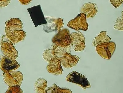 Массовое вымирание лесов из-за кислотных дождей в первобытные времена