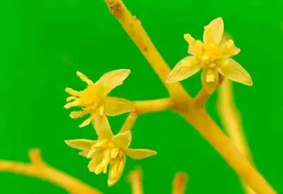 Как появился первый цветок?