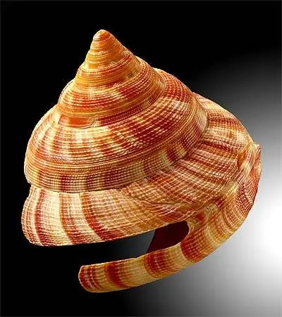 По следам эволюции с окаменелостями