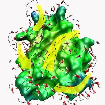 Белки наводят порядок в воде