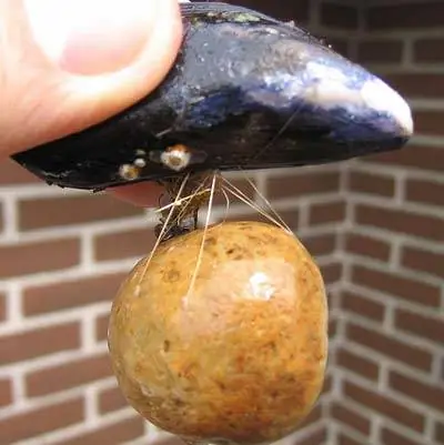 Клей скопирован с мидии