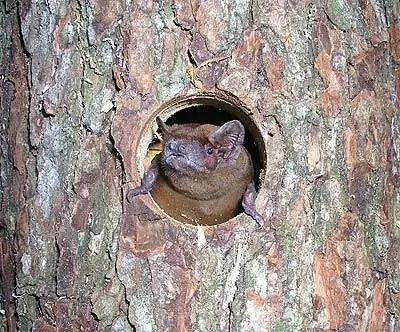 Летучие мыши слушаются своих собратьев