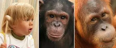 Обезьяны лучше решают головоломки