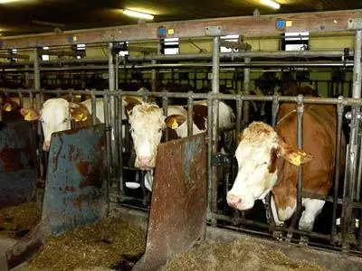 ГМ-кукуруза не влияет на коровье молоко