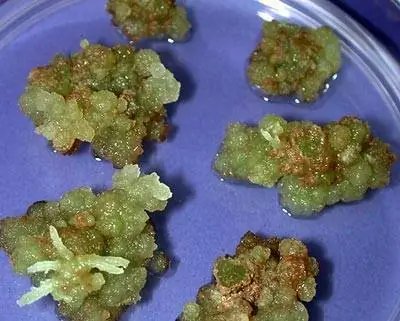 Растения: Омоложение по &8222; Брак в пробирке “