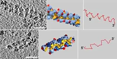 Раскрыта архитектура белковых кузниц