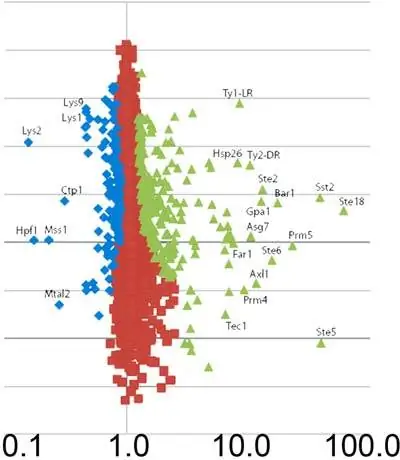 Арсенал белков дрожжей расшифрован