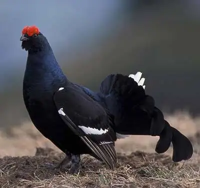 Модные виды спорта угрожают дикой природе