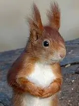 Лидер вяхиря и крот