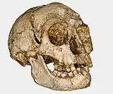 Человек-хоббит достаточно умен для инструментов?