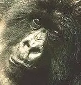 Эволюция млекопитающих раскрыта