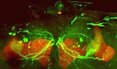 Мозг: Как запахи кричат «здесь»