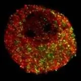 Белок вызывает «стресс»