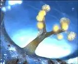 Потенциальные противораковые препараты из бактерий