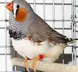 Языковой ген обнаружен у певчих птиц