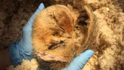 Эти арктические белки перерабатывают мышечные белки, чтобы пережить зиму