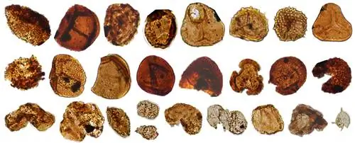 три ряда спор древней пыльцы