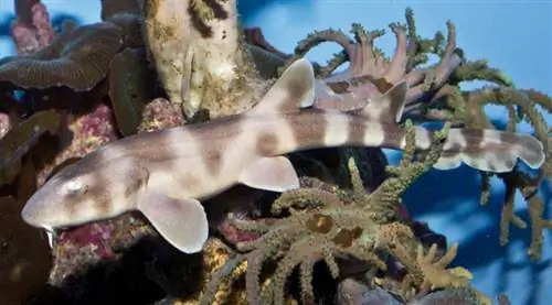 Тест на отцовство раскрывает роль отца в рождении загадочной акулы