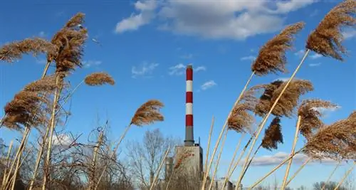 Растения, любящие CO2, могут противостоять выбросам человека