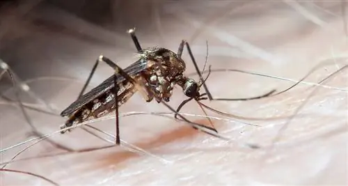 Бактериальные соединения могут отпугивать комаров не хуже ДЭТА