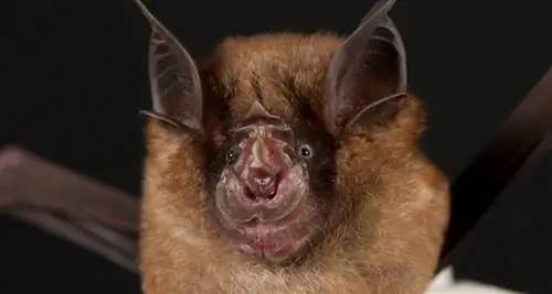 Доказательства происхождения SARS от летучих мышей