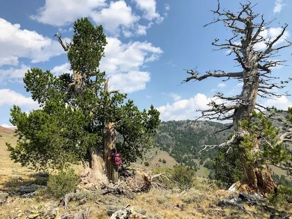 американские_леса_9/27/21_image_1