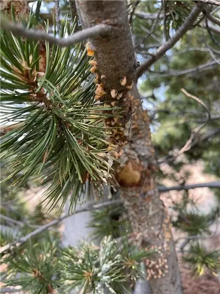 американские_леса_9/27/21_image_2